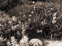 Rota schläft auf dem Gartenweg  Seagull 4A103-HAIOU 3.5/75, Rollei RPX100@100