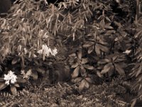 Augenpaar unterm Rhododendron  Pentax LX, SMC 1.4/50; Adox Silvermax 100@64 in R09 one shot 1+50 - 10.05.2017 -