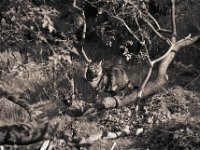 Alice im Essigbaum  Fuji GW 690 III, Gelbfilter, Bergger Pancro 400@400 - 24.04.2017 -