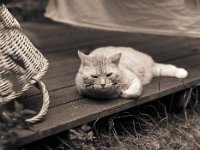 Kater Rota  Pentax 645N, 2.8/150, Bergger Pancro 400@200