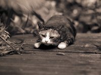 Katze Grey  Pentax 645N, 2.8/150, Bergger Pancro 400@200