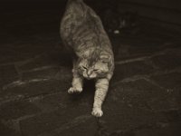 Rota, die letzten Tage  Pentax K-1, HD D FA 2.8/ 24-70 ED SDM WR - 25.05.2018 - : Garten Erlenstraße, Kater, Katze, Katzen, Middle, Rota, Terrasse