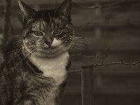 Middle  Pentax K-1, Zeiss Planar 1.4/50  - 04.Dezember 2018 - : Garten Erlenstraße, Herbst, Katze, Middle