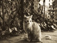 Der rote Besucherkater  Pentax K-1, HD D FA 2.8/ 24-70 ED SDM WR  - 25.05.2019 - : Gastkatze, Hauseingang, Kater, Katze, Vorgarten