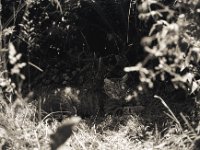 Mito  Fuji GW 690 III, Delta 100pro @64