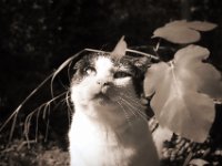 Beobachtung  PENTAX K-1, smc Pentax FA 1.8/31 AL Limited  -13.09.2020 - : Garten Erlenstraße, Katze, Kater, Harlekin