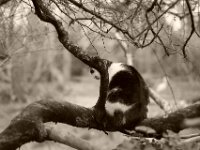 Harlekin im Essigbaum  Pentax K-1, HD Pentax - DFA* 1.4/50 SDM AW  - 28.03.2021 -