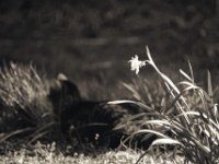 Im Schatten der Narzisse  Pentax LX, 2.5/135 Takumar Bayonet, Adox Silvermax 100 : homepage, Struppi, Garten Erlenstraße, Narzisse, Kater, Katze