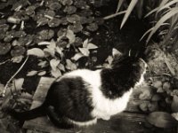 Am Teich, Molche gucken  Pentax K2, SMC 2.8/24, Gelbfilter, Adox CHS 100 II  - 17.05.2021 -