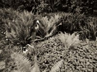 Kater und Reiher am Teich  Pentax K2, SMC 2.8/24, Gelbfilter, Adox CHS 100 II - 17.05.2021 -