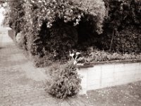 Lilly auf der Mauer, auf der Lauer  Pentax MZ-S, SMC FA  1.8/31 AL  Limited, Gelbfilter, Bergger Pancro400@100  - 04.06.2021 -