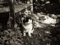 Harlekin an der Gartenbank  Pentax MZ-S, SMC FA  1.8/77 Limited; Adox CHS100II  - 21.09.2021 -