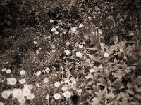 Beobachtung und Ärger im Anzug  Pentax 67II, SMC Takumar 4.5/75, Foma Retropan 320 : Garten Erlenstraße, Pußteblume, Grey, Struppi, Kater, Katze, homepage