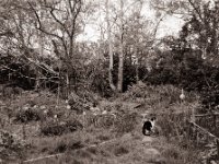 Gartenansicht mit Kater Harlekin  Pentax 6x7, SMC Takumar 3.5/55, Fuji Acros 100II@64