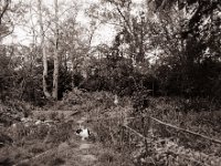 Im Garten mit Kater Harlekin  Pentax 6x7, SMC Takumar 3.5/55, Fuji Acros 100II@64  - 07.05.2021 -