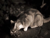 Der rote Gastkater  Pentax 6x7, SMC 2.4/105,  Bergger Pancro400 : Gastkatze, Katze, Futternapf, Kater, Hauseingang