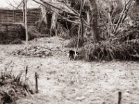 Harlekin im frostigen Garten  Fuji GW 690 III, Foma RetroPan 320@160  - 13.12.2022 -