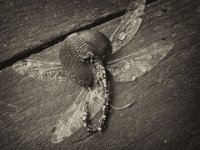 Tote Mosaiklibelle und Wegschnecke  Pentax K01, Photoplatten Bearbeitung - 01.06.2016