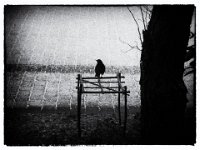 Amsel im Winter  Penatx K01, Film noir Bearbeitung -31.05.2016 -