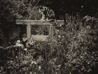 Am Torii  Pentax K01, Retro-Platten, Sepia Bearbeitung - 31.05.2016 - : Garten Erlenstraße, Kater, Katze, Katzen, Middle, Rota, Torii