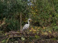 Herbst am Teich mit Reiher  Pentax K-1, D FA 2.8/24-70 ED SDM WR, grafische Bearbeitung  - 02.11.2020 -