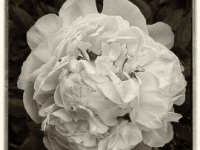 Päonie  Pentax K01, Retro Sepia Bearbeitung - 31.05.2016 - : Blüte, Blüten, Garten Erlenstraße, Päonienblüte, Pfingstrose