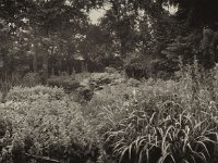 Gartenpanorama  Pentax K01, Fotoplatte Bearbeitung - 07.06.2016 - : Bäume, Erle, Essigbaum, Farn, Feige, Garten Erlenstraße, Gartenweg, Gartenzaun, Phlox, Schwertlilien