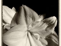 Rittersternblüte  Pentax K-01, Bearbeitung dark Sepia  -29.12.2016 - : Blüte, Küche, Morgenlicht, Ritterstern, Wohnung