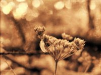 Bärenklau und Feder  Pentax LX, SMC 1.4/50; Ilford HP5+@800; Sepia & antik Aquarell