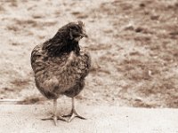 Hallo Huhn  Pentax 645N, 2.8/75, FP4+, Gelbfilter und Low key