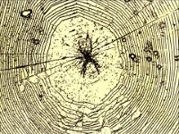 Spinne im Netz  Fotoumsetzung als getönte Strichgrafik