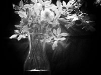 Wildrose in Vase  Pentax K01, Film Noir Bearbeitung - 31.05.2016 - : Blüte, Blüten, Rose, Rosenblüte, Rosenknospe, Stillleben, Vase