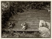 Vierer Bande oder die Chefin bleibt im Hintergrund  Pentax K01, Retro Sepia Bearbeitung - 07.06.2016 - : Alice, Garten Erlenstraße, Grey, Holzplattform, Kater, Katze, Katzen, Middle, Rota