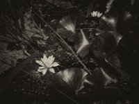 Seerose im Teich  Pentax K01, Retro Sepia Bearbeitung - 07.06.2016 - : Garten Erlenstraße, Schwertlilien, Seerosen, Teich