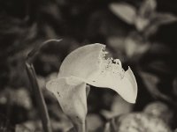 Angefressene Calla  Pentax K01, Fotoplatten Bearbeitung - 19.06.2016 - : Blüte, Calla, Garten Erlenstraße, Moosröschen, Pflanzen