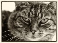 Alice  Pentax K-01, Zeiss Planar 1.50 - Sepia dark Bearbeitung - 02.08.2016 - : Alice, Katze, Katzen