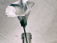 Windenblüte im Glas  Pentax K-01, Grafik Bearbeitung -2016- : Blüte, Stillleben, Vase, Winde