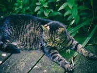 Alice  Pentax K-01, colored Retro Farbgebung - 19.08.2016 - : Alice, Garten Erlenstraße, Holzplattform, Katze, Katzen