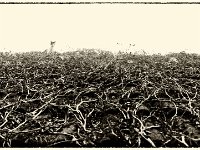 Lilly auf dem Dach  Pentax K-01, Retro Sepia Bearbeitung - 10.10.2016 - : Dach, Garten Erlenstraße, Herbst, Juttas Katze, Katze, Katzen, Lilly, Wilder Wein