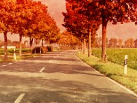 Herbst - Landstraße  Pentax K-01, retro Red-Color Antik - 18.10.2016 - : Bäume, Felder, Herbst, Landschaft, Straße