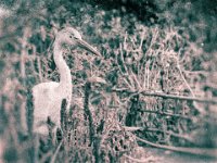 Reiher am Teich  Pentax K-01, Nassplatten Bearbeitung - 23.11.2016 - : Garten Erlenstraße, Herbst, Reiher, Teich