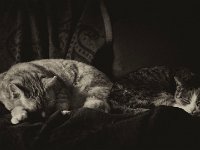 Rota und Grey  Pentax K-01, Bearbeitung Fotoplatte  - 03.01.2017 - : Grey, Kater, Katze, Katzen, Rota, Schlafzimmer, Wohnung