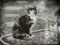 FuMao  Pentax K-01, Bearbeitung Nassplatte  - 15.02.2017 - : FuMao, Garten Erlenstraße, Katze, Katzen