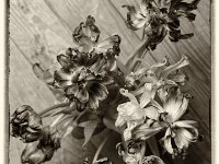 Tulips  Retro und Sepia  - 26.04.2016 - : Blüten, Stillleben, Tulpen, Wohnung