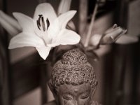 Lilie und Buddha Figur  Pentax K-1, HD Pentax D-FA 2.8/24-70 ED SDM WR   - 13.08.2021 -