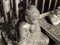 Rose und Buddhafigur  Pentax LX, SMC 2.0/35, Bergger Pancro400  - 16.12.2021 -