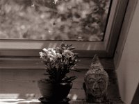 Auf der Fensterbank  Pentax 67II, SMC Takumar 3.5/55, Bergger Pancro400@200  - 26.07.2022 -