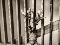 Stillleben mit Lilien und Buddha  Pentax 67II, SMC 2.4/105, Fuji Acros 100@64  - 08.09.2021 -