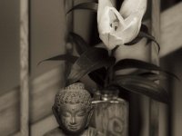 Lilie beim Buddha #2  PENTAX K-3 Mark III Monochrome, SMC PENTAX-FA 1.8/77 Limited   - 06.11.2024 -