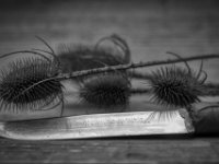 Scharf und stachelig  PENTAX K-3 Mark III Monochrome, HD PENTAX - DA* 2.8/ 11-18 ED DC AW  - 30.12.2024 -